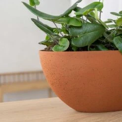 Dorant Refined Oval Plant Bowl - Canyon Orange -Indoor Plants Store Dorant Refined Oval Plant Bowl Canyon Orange Close Up