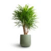 Dracaena Reflexa Anita - Branched 2 Dracaena Reflexa Anita - Branched -Indoor Plants Store Dracaena Anita Branched 21x80cm Lisbon Plant Pot Sage 24x24cm