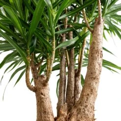 Indoor Plants Store -Indoor Plants Store Dracaena Anita Branched SWATCH