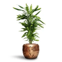 Opus Raw Couple Planter - Gold -Indoor Plants Store Dracaena Cintho Branched HydroCare Opus Raw Couple Planter Gold