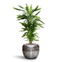 Dracaena Cintho - Branched - HydroCare -Indoor Plants Store Dracaena Cintho Branched HydroCare Opus Raw Couple Planter Silver