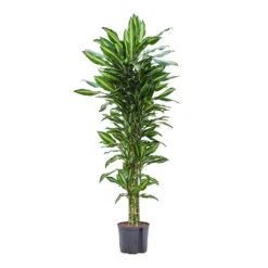 Dracaena Cintho - Branched - HydroCare -Indoor Plants Store Dracaena Cintho Branched Hydroculture 22 19x150cm