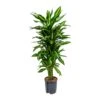 Dracaena Cintho - Branched - HydroCare -Indoor Plants Store Dracaena Cintho Branched Hydroculture Indoor Plant