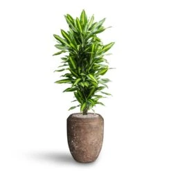 Polystone Coated Plain Coppa Planter - Rock 23 Polystone Coated Plain Coppa Planter - Rock -Indoor Plants Store Dracaena Cintho Branched Hydroculture Polystone Coated Plain Coppa Planter Rock