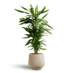 Raindrop Tube Round Planter - Stone -Indoor Plants Store Dracaena Cintho Branched Hydroculture Raindrop Tube Round Planter Stone c8370cb2 8fb9 4613 9d17 036d69c18734