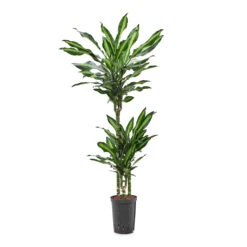 Dracaena Cintho - Multi Stem - HydroCare 27 Dracaena Cintho - Multi Stem - HydroCare -Indoor Plants Store Dracaena Cintho Multi Stem HydroCare 15 19x100cm