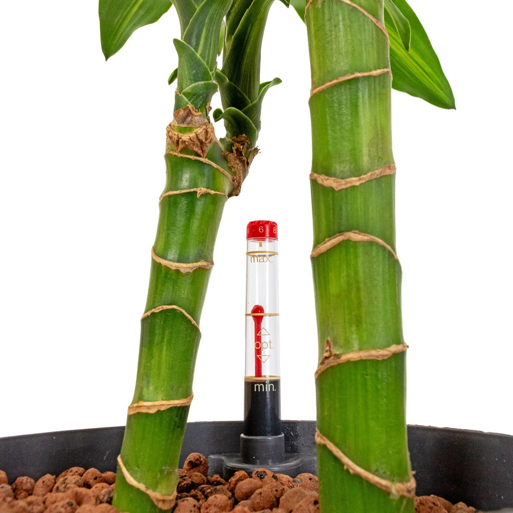 Dracaena Cintho - Multi Stem - HydroCare 4 Dracaena Cintho - Multi Stem - HydroCare - Image 2