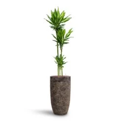 Dracaena Cintho - Multi Stem - HydroCare 22 Dracaena Cintho - Multi Stem - HydroCare -Indoor Plants Store Dracaena Cintho Multi Stem HydroCare Luxe Lite Layer Partner Planter Bronze
