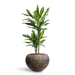 Dracaena Cintho - Multi Stem - HydroCare 18 Dracaena Cintho - Multi Stem - HydroCare -Indoor Plants Store Dracaena Cintho Multi Stem HydroCare Luxe Lite Waterfall Globe Planter Bronze