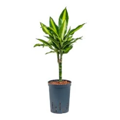 Dracaena Cintho - Multi Stem - HydroCare 19 Dracaena Cintho - Multi Stem - HydroCare -Indoor Plants Store Dracaena Cintho Multi Stem Hydroculture 15 19x65cm 1stem