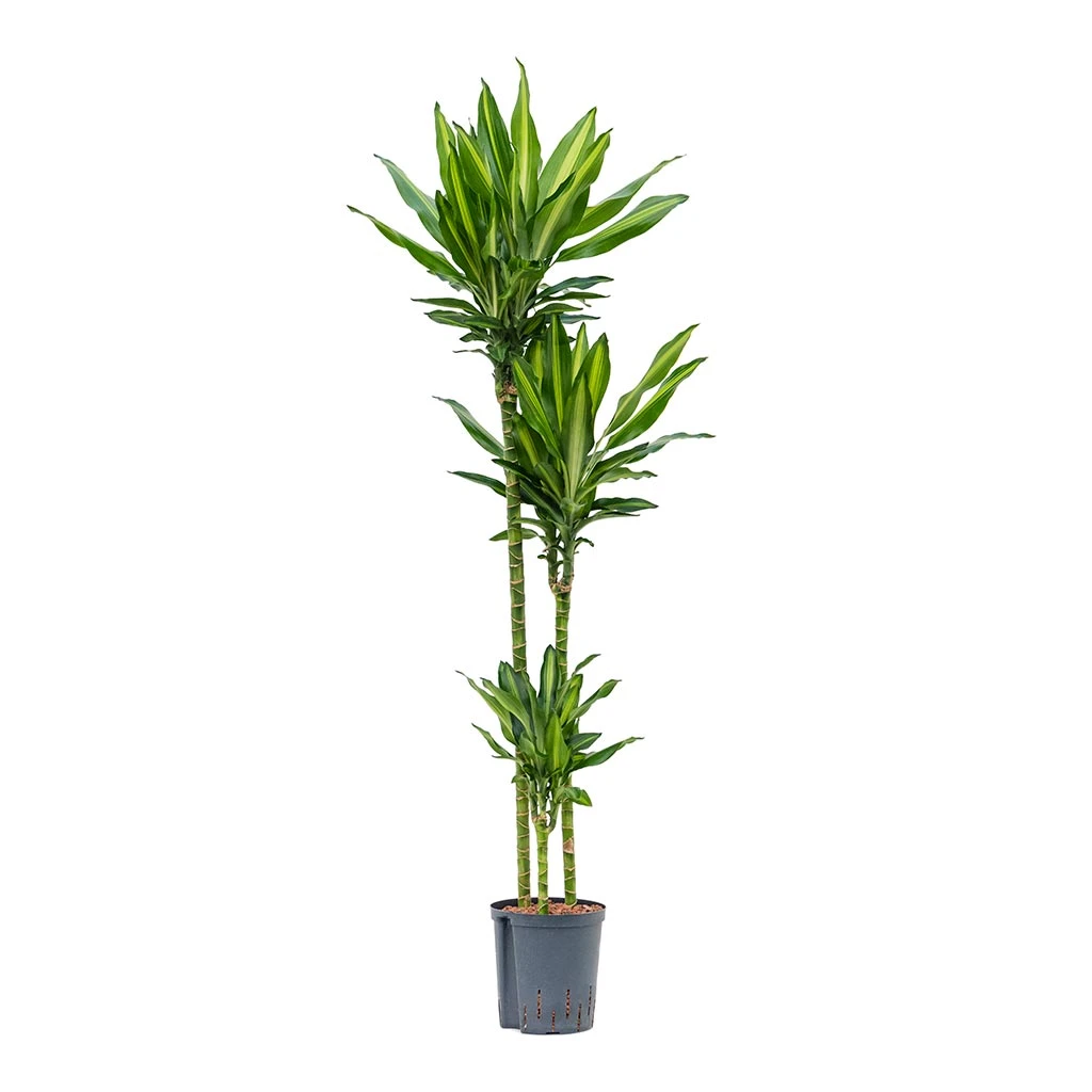 Dracaena Cintho - Multi Stem - HydroCare 9 Dracaena Cintho - Multi Stem - HydroCare - Image 7