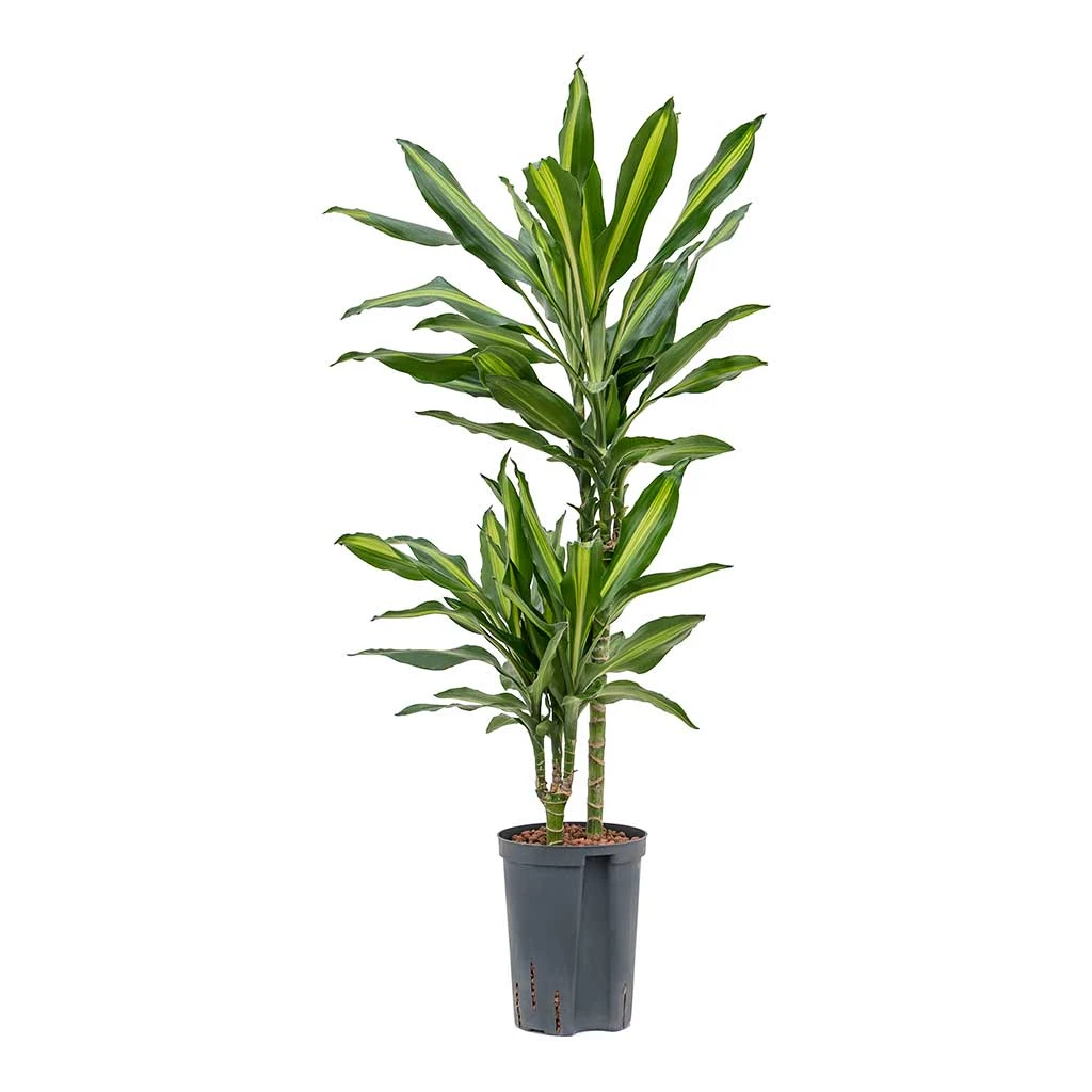 Dracaena Cintho - Multi Stem - HydroCare 3 Dracaena Cintho - Multi Stem - HydroCare