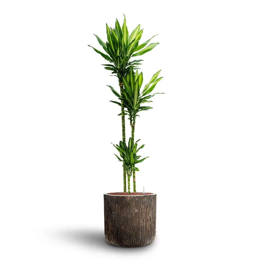 Dracaena Cintho - Multi Stem - HydroCare 11 Dracaena Cintho - Multi Stem - HydroCare - Image 9
