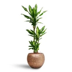 Dracaena Cintho - Multi Stem - HydroCare 20 Dracaena Cintho - Multi Stem - HydroCare -Indoor Plants Store Dracaena Cintho Multi Stem Hydroculture Opus Hammered Globe Planter Gold