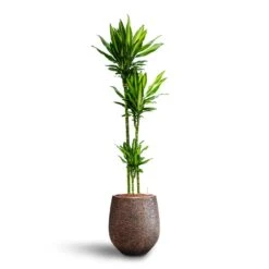 Dracaena Cintho - Multi Stem - HydroCare 24 Dracaena Cintho - Multi Stem - HydroCare -Indoor Plants Store Dracaena Cintho Multi Stem Hydroculture Opus Hit Darcy Planter Gold