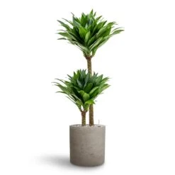 Dracaena Compacta - Multi Stem - HydroCare -Indoor Plants Store Dracaena Compacta Multi Stem Hydroculture 2 stems Puk Rough Planter Grey Washed 25 x 25cm
