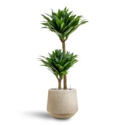 Dracaena Compacta - Multi Stem - HydroCare -Indoor Plants Store Dracaena Compacta Multi Stem Hydroculture 2 stems Raindrop Tube Round Planter Stone 30 x 26cm