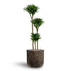 Luxe Lite Waterfall Cylinder Planter - Bronze 26 Luxe Lite Waterfall Cylinder Planter - Bronze -Indoor Plants Store Dracaena Compacta Multi Stem Hydroculture 3 stems Luxe Lite Waterfall Cylinder Planter Bronze 40 x 38cm c6cb3212 5ad0 4b1f 8379 187d8b102d9c