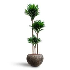 Dracaena Compacta - Multi Stem - HydroCare -Indoor Plants Store Dracaena Compacta Multi Stem Hydroculture 3 stems Luxe Lite Waterfall Globe Planter Bronze 39 x 27cm
