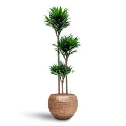 Dracaena Compacta - Multi Stem - HydroCare -Indoor Plants Store Dracaena Compacta Multi Stem Hydroculture 3 stems Opus Hammered Globe Planter Gold 40 x 32cm