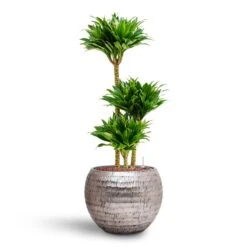 Dracaena Compacta - Multi Stem - HydroCare -Indoor Plants Store Dracaena Compacta Multi Stem Hydroculture 3 stems Opus Hammered Globe Planter Silver 40 x 32cm