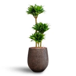 Opus Hit Darcy Planter - Gold 38 Opus Hit Darcy Planter - Gold -Indoor Plants Store Dracaena Compacta Multi Stem Hydroculture 3 stems Opus Hit Darcy Planter Gold 38 x 42cm d9b3802f add3 4cb2 8400 1a846fb14f7a