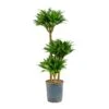 Dracaena Compacta - Multi Stem - HydroCare -Indoor Plants Store Dracaena Compacta Multi Stem Hydroculture Indoor Plant 3Stems