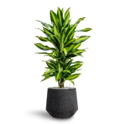 Dracaena Cintho - Branched - HydroCare -Indoor Plants Store Dracaena Fragrans Cinco Branched Hydroculture Raindrop Darcy Planter Anthracite