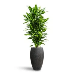 Raindrop Tall Balloon Planter - Anthracite -Indoor Plants Store Dracaena Fragrans Cinco Branched Hydroculture Raindrop Emperor Planter Anthracite 468c2429 46f0 444a 87da a8b3ea4a0709