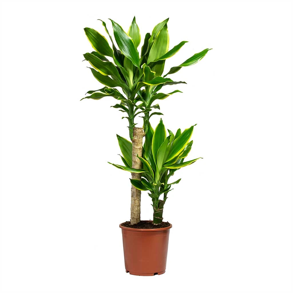 Dracaena Fragrans Golden Coast - Multi Stem 5 Dracaena Fragrans Golden Coast - Multi Stem - Image 3