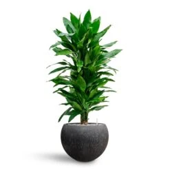 Raindrop Globe Planter - Anthracite -Indoor Plants Store Dracaena Fragrans Janet Lind Multi Stem Hydroculture Raindrop Globe Planter Anthracite 8670a7af bdae 41fe 8fea 30c11a12303e