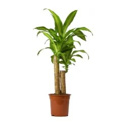 Dracaena Fragrans Massangeana - Multi Stem -Indoor Plants Store Dracaena Fragrans Massangeana Small
