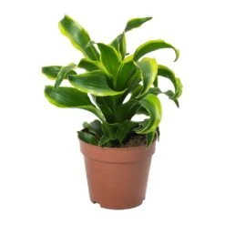 Dracaena Fragrans Tornado - Head 15 Dracaena Fragrans Tornado - Head -Indoor Plants Store Dracaena Fragrans Tornado