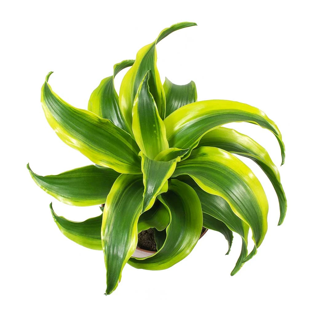 Dracaena Fragrans Tornado - Head 6 Dracaena Fragrans Tornado - Head - Image 4