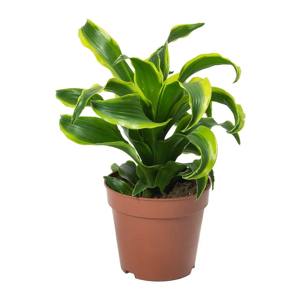 Dracaena Fragrans Tornado - Head 7 Dracaena Fragrans Tornado - Head - Image 5