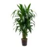 Dracaena Janet Craig - Branched - HydroCare -Indoor Plants Store Dracaena Janet Craig Branched Hydroculture 18 19x100cm