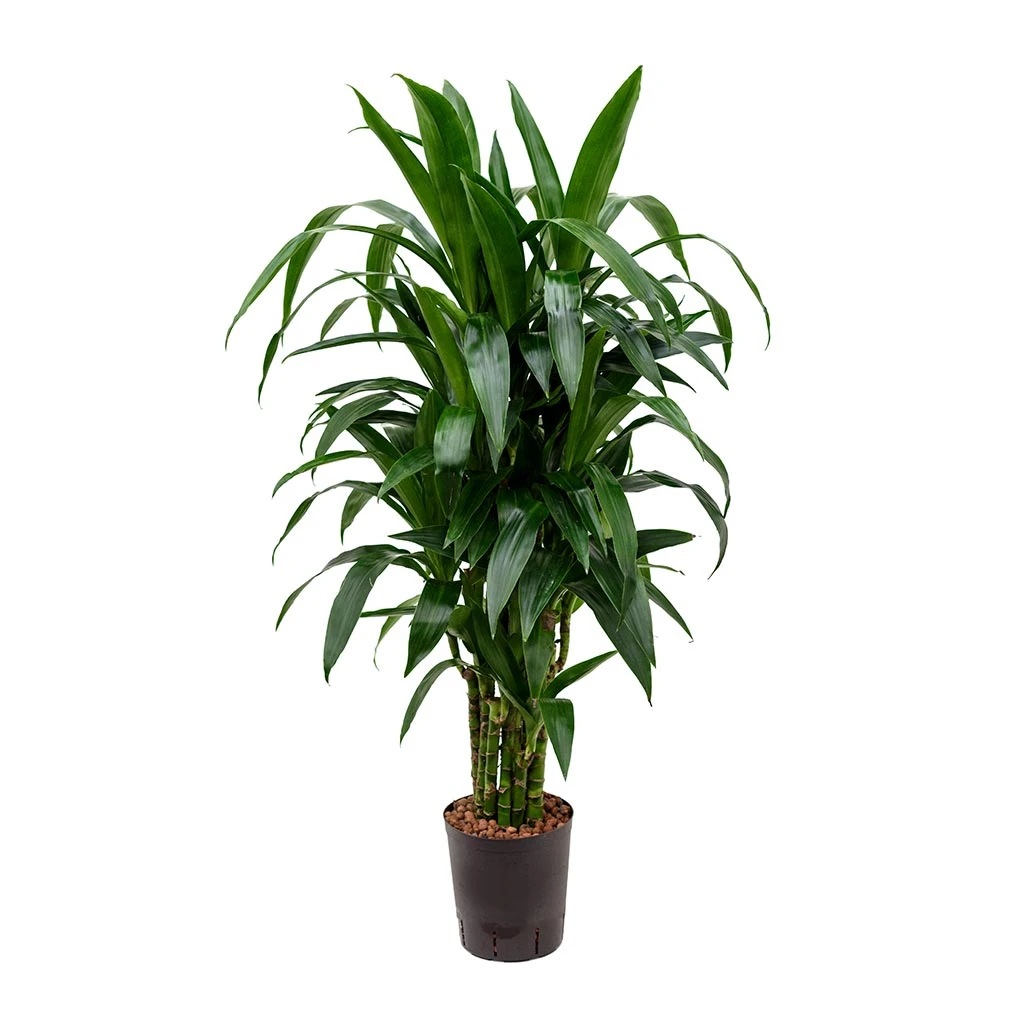 Dracaena Janet Craig - Branched - HydroCare 3 Dracaena Janet Craig - Branched - HydroCare
