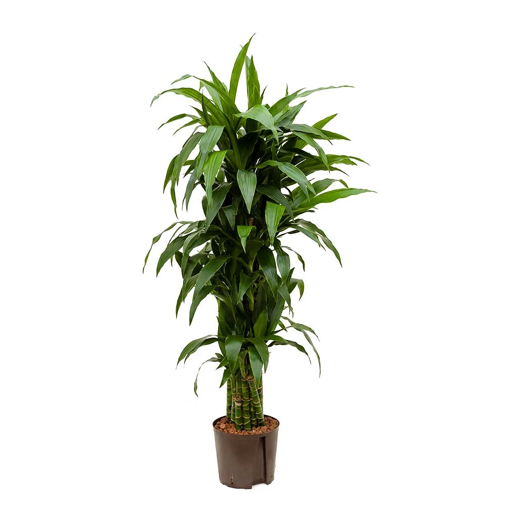 Dracaena Janet Craig - Branched - HydroCare 4 Dracaena Janet Craig - Branched - HydroCare - Image 2