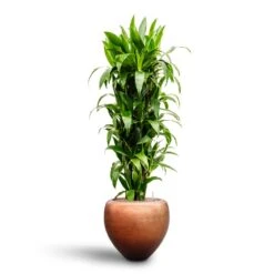 Dracaena Janet Craig - Branched - HydroCare 12 Dracaena Janet Craig - Branched - HydroCare -Indoor Plants Store Dracaena Janet Craig Branched Hydroculture30 27 x 160cm Metallic Couple Plant Pot Matt Copper50 x 45cm