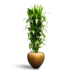 Metallic Couple Plant Pot - Matt Honey -Indoor Plants Store Dracaena Janet Craig Branched Hydroculture30 27 x 160cm Metallic Couple Plant Pot Matt Honey 50 x 45cm 7405a912 c310 4bfe ac8d 51123b91576c
