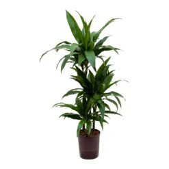 Dracaena Janet Craig - Multi Stem - HydroCare -Indoor Plants Store Dracaena Janet Craig Hydroculture Indoor Plant 3Stems Small