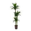 Dracaena Janet Craig - Multi Stem - HydroCare -Indoor Plants Store Dracaena Janet Craig Hydroculture Indoor Plant 3Stems Tall
