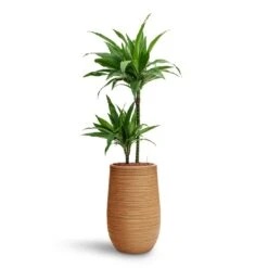 Dracaena Janet Craig - Multi Stem - HydroCare -Indoor Plants Store Dracaena Janet Craig Multi Stem HydroCare Dune Partner Planter Almond