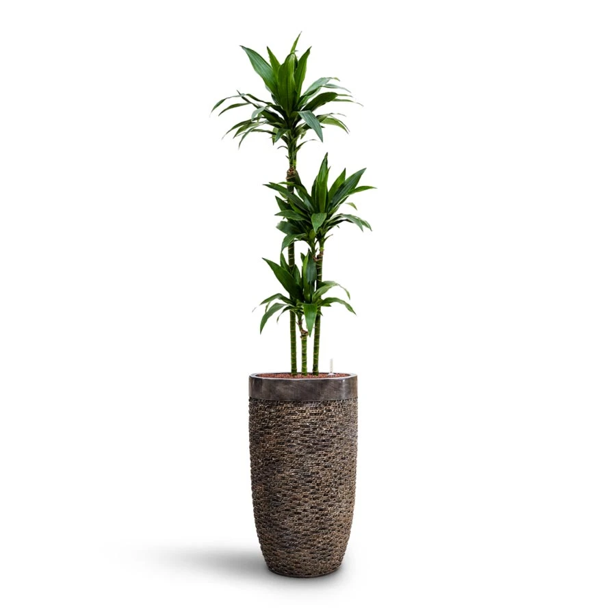 Luxe Lite Layer Partner Planter - Bronze 7 Luxe Lite Layer Partner Planter - Bronze - Image 5