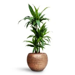 Dracaena Janet Craig - Multi Stem - HydroCare -Indoor Plants Store Dracaena Janet Craig Multi Stem HydroCare Opus Hammered Globe Planter Gold
