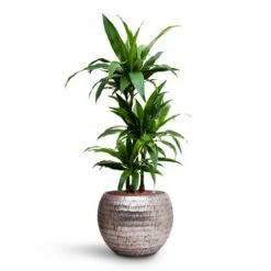 Opus Hammered Globe Planter - Silver 31 Opus Hammered Globe Planter - Silver -Indoor Plants Store Dracaena Janet Craig Multi Stem HydroCare Opus Hammered Globe Planter Silver cdd05c50 49cd 40ee a673 5d0d59fcc66d