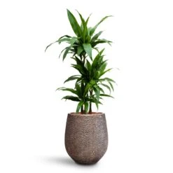 Dracaena Janet Craig - Multi Stem - HydroCare -Indoor Plants Store Dracaena Janet Craig Multi Stem HydroCare Opus Hit Darcy Planter Gold
