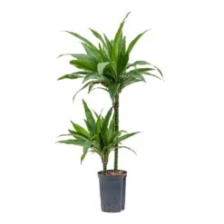Dracaena Janet Craig - Multi Stem - HydroCare -Indoor Plants Store Dracaena Janet Craig Multi Stem Hydroculture 15 19x90cm 2Stems