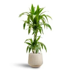 Raindrop Tube Round Planter - Stone -Indoor Plants Store Dracaena Janet Craig Multi Stem Hydroculture2 stems Raindrop Tube Round Planter Stone 30 x 26cm 36642b29 e8d2 4b13 b8ac ab067218d38a