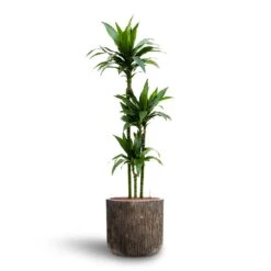 Dracaena Janet Craig - Multi Stem - HydroCare -Indoor Plants Store Dracaena Janet Craig Multi Stem Hydroculture3 stems Luxe Lite Waterfall Cylinder Planter Bronze 40 x 38cm